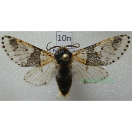 Furcula bicuspis (Borkhausen, 1790) male Poland10n